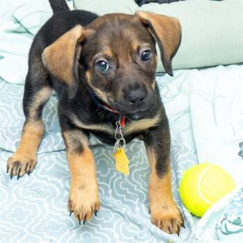 RAISIN -  Beagle and Mixed Breed Dog for Adoption in St. Louis, Missouri - RAISIN | PetCurious