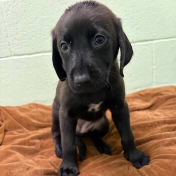 Marissa -  Mixed Breed Dog for Adoption in West Palm Beach, Florida - Marissa | PetCurious
