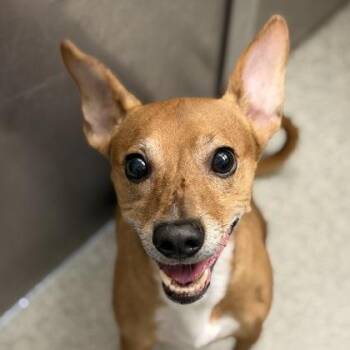 Rocky -  Chihuahua Dog for Adoption in Sacramento, California - Rocky | PetCurious