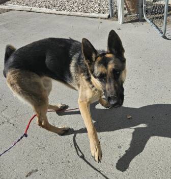 Sasha / 61806160 -  German Shepherd Dog Dog for Adoption in Elko, Nevada - Sasha / 61806160 | PetCurious