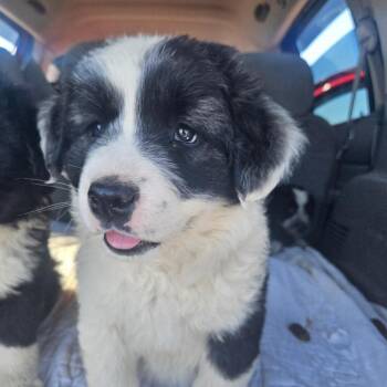 Puppy 2 -  Mixed Breed Dog Available for Adoption in Ferndale, Washington - Puppy 2 | PetCurious