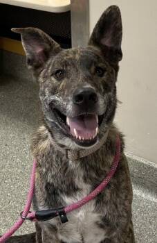 Broly -  Shepherd and Mixed Breed Dog for Adoption in Kansas City, Missouri - Broly | PetCurious