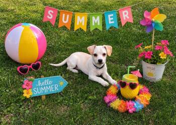 KASON -  Chihuahua and Dachshund Dog for Adoption in Locust Fork, Alabama - KASON | PetCurious
