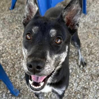 Rescue Australian Cattle Dog Blue Heeler and Mixed Breed Dogs for Adoption in Tomball, Texas - Kayla | PetCurious