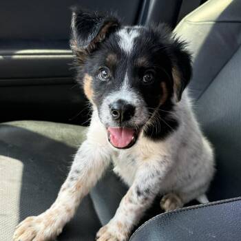 Australian Shepherd and Australian Cattle Dog Blue Heeler Dogs Available for Adoption in Houston, Texas - Sassy | PetCurious