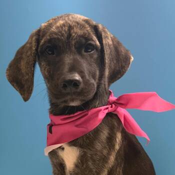 Cedar -  Hound and Shepherd Dog for Adoption in San Antonio, Texas - Cedar | PetCurious
