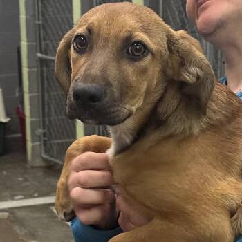 Mixed Breed Dogs Available for Adoption in Corbin, Kentucky - Beep | PetCurious