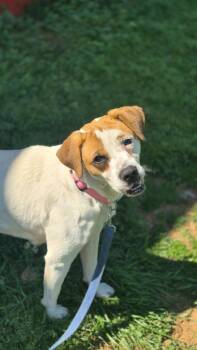 Lunah -  Mixed Breed Dog for Adoption in Taycheedah, Wisconsin - Lunah | PetCurious
