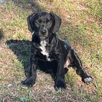 Deveraux -  Black Labrador Retriever Dog for Adoption in Allentown, Pennsylvania - Deveraux | PetCurious