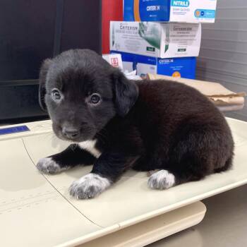Doodlebug -  Husky and Australian Cattle Dog Blue Heeler Dog for Adoption in Livingston, Texas - Doodlebug | PetCurious