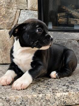 Pit Bull Terrier Dogs Available for Adoption in Nahunta, Georgia - Geraldene | PetCurious