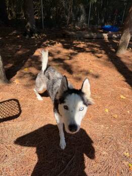 Winter -  Husky Dog for Adoption in Little Rock, Arkansas - Winter | PetCurious