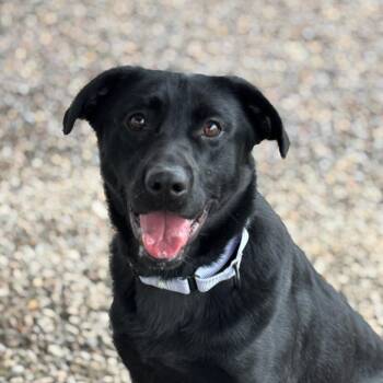 Mixed Breed Dogs Available for Adoption - Bear | PetCurious