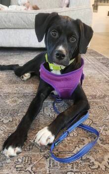 Mixed Breed Dogs Available for Adoption in Lansing, Michigan - Candy (26-094 D) | PetCurious