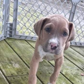 Rescue Hound Dogs for Adoption in New York, New York - Maxwell | PetCurious