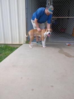 Stark -  Mixed Breed Dog for Adoption in Albany, Georgia - Stark | PetCurious