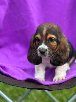 Basset Hound Dogs Available for Adoption in Richmond, Kentucky - Ham Sammich | PetCurious