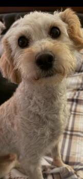 MARNIE -  Poodle Dog for Adoption in Newaygo, Michigan - MARNIE | PetCurious