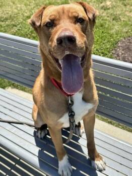 Koda -  Mixed Breed Dog Available for Adoption in Fairfax, Virginia - Koda | PetCurious