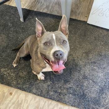 Lillie -  Pit Bull Terrier and Staffordshire Bull Terrier Dog for Adoption in Magnolia, Texas - Lillie | PetCurious