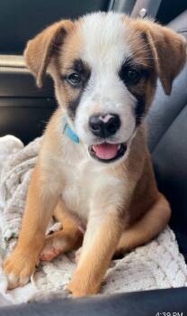 Whiskey -  Belgian Shepherd Malinois and Boxer Dog for Adoption in San Antonio, Texas - Whiskey | PetCurious