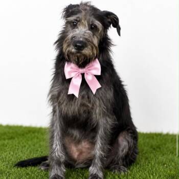 MATILDA -  Terrier and Labrador Retriever Dog for Adoption in Graham, Washington - MATILDA | PetCurious