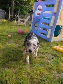 Rescue Catahoula Leopard Dog Dogs for Adoption in Dover, Arkansas - Deuce | PetCurious