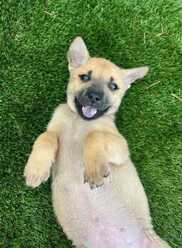 Keeley Jones-Ted Lasso Litter -  Mixed Breed Dog for Adoption in Columbus, Ohio - Keeley Jones-Ted Lasso Litter | PetCurious