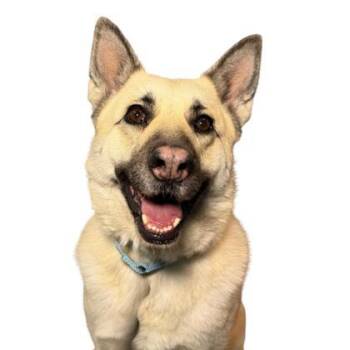 Rescue German Shepherd Dog and Mixed Breed Dogs for Adoption - Blondie | PetCurious