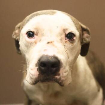 American Staffordshire Terrier Dogs Available for Adoption in San Antonio, Texas - LASAGNA | PetCurious