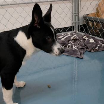 Freckles -  Corgi and Border Collie Dog for Adoption in Crystal Lake, Illinois - Freckles | PetCurious