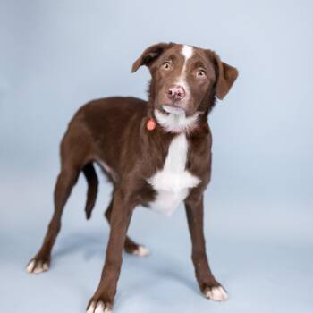 Chocolate Labrador Retriever and Border Collie Dogs Available for Adoption in Portland, Oregon - Cheddar | PetCurious