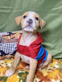 Jack -  Hound and Australian Cattle Dog Blue Heeler Dog for Adoption in Barnhart, Missouri - Jack | PetCurious