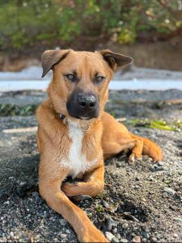 Rescue German Shepherd Dog Dogs for Adoption - BOWIE | PetCurious