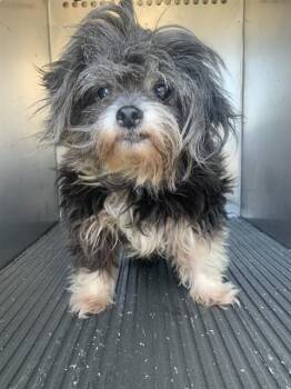 Havanese and Lhasa Apso Dogs Available for Adoption - DAISY | PetCurious
