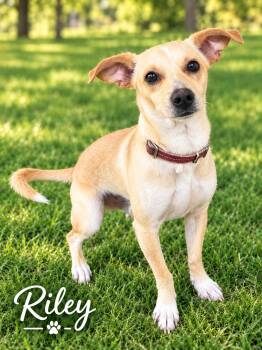 Riley (Ry Ry) - The Sweet Baby -  Chiweenie Dog for Adoption in Citrus Heights, California - Riley (Ry Ry) - The Sweet Baby | PetCurious
