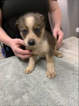 BIANCA -  Husky Dog for Adoption in Fairbanks, Alaska - BIANCA | PetCurious