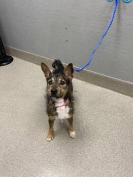 FRANCIS -  Terrier and Mixed Breed Dog Available for Adoption in Las Vegas, Nevada - FRANCIS | PetCurious