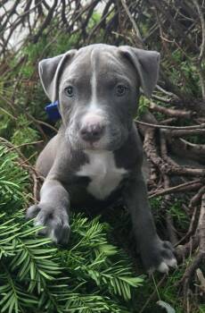 Capone -  Labrador Retriever Dog for Adoption in Union Grove, Wisconsin - Capone | PetCurious