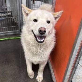 Chess -  Mixed Breed Dog for Adoption in Spokane, Washington - Chess | PetCurious