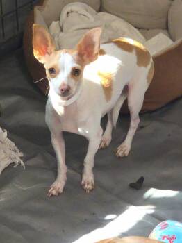 Polka dot -  Chihuahua Dog for Adoption in Thompson Falls, Montana - Polka Dot | PetCurious