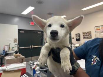 A1926779 -  Siberian Husky and Mixed Breed Dog for Adoption in Thousand Palms, California - A1926779 | PetCurious