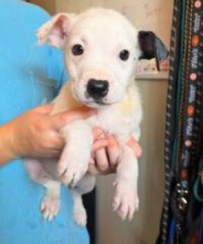 Frankie -  Labrador Retriever Dog for Adoption in Kalamazoo, Michigan - Frankie | PetCurious