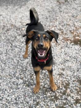 Doberman Pinscher Dogs Available for Adoption - Valkyrie | PetCurious