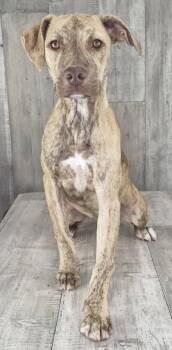 Bell -  Terrier and Mixed Breed Dog for Adoption in Shreveport, Louisiana - Bell | PetCurious