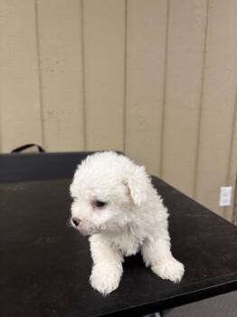 Bichon Frise Dogs Available for Sale in Newton, North Carolina - Beah | PetCurious