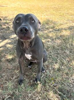 Lucille -  Pit Bull Terrier Dog for Adoption in Cleburne, Texas - Lucille | PetCurious
