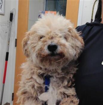 CHACO -  Poodle and Mixed Breed Dog for Adoption in Albuquerque, New Mexico - CHACO | PetCurious