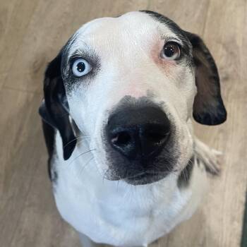 PEARL -  Catahoula Leopard Dog Dog Available for Adoption in Indiantown, Florida - PEARL | PetCurious