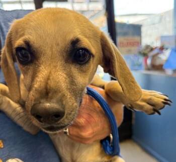 ROLLO -  Chihuahua Dog for Adoption in Alameda, California - ROLLO | PetCurious